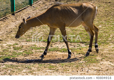 Nilgai or Blue Bull (Boselaphus Tragocamelus) 40804918