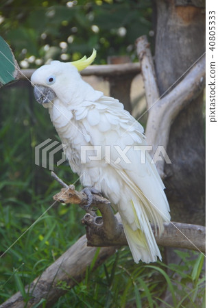 Aomeki Batan(上野動物園/東京都台東區上野公園) Aomeki Batan(上野動物園/東京都台東區上野公園) 40805333