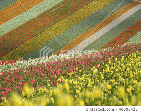 Shikisai Ayako 40805428