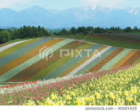 Shikisai Ayako 40805429