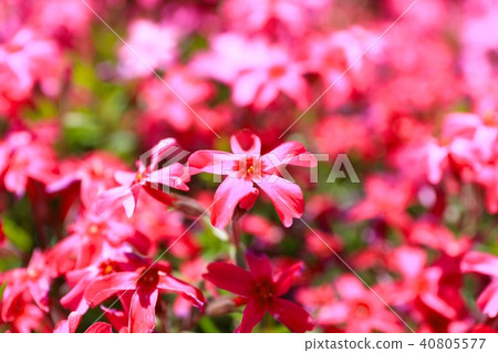 Kawabata Station的Shiba Sakura（Up 40805577