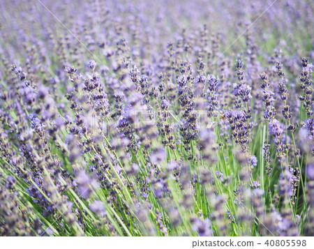 lavender 40805598