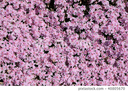 Kawabata站的Shiba Sakura 40805670