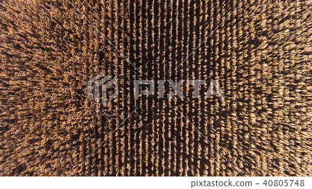 Aerial drone view from above of corn field 40805748