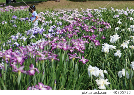 Flower bowl of dahabo iris garden 40805753