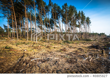 Destroyed forest as an effect of strong storm Destroyed forest as an effect of strong storm 40805827