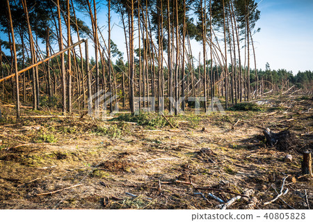 Destroyed forest as an effect of strong storm Destroyed forest as an effect of strong storm 40805828