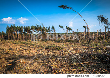 Destroyed forest as an effect of strong storm 40805830