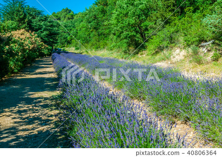 Garden flowers Lavender colorful background 40806364