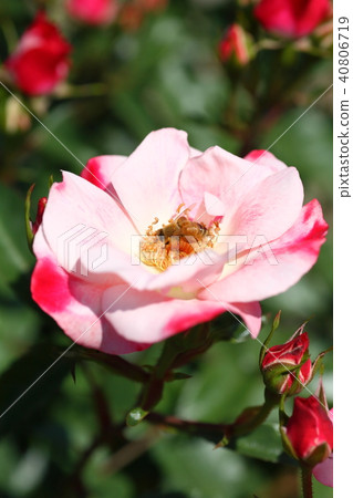 會集玫瑰色蜂蜜和花粉的一隻逗人喜愛的蜂 40806719