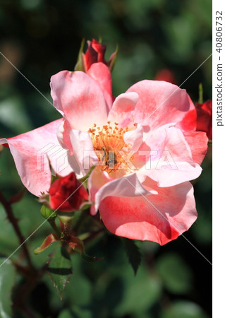 A cute bee gathering rose honey and pollen 40806732