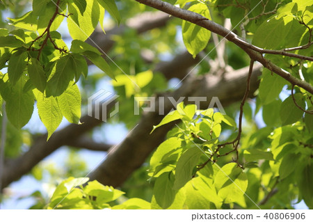 杜仲 杜仲 40806906