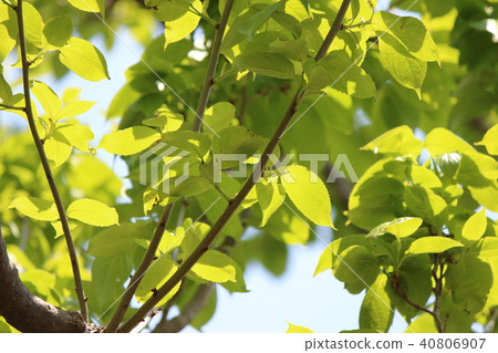 杜仲 杜仲 40806907