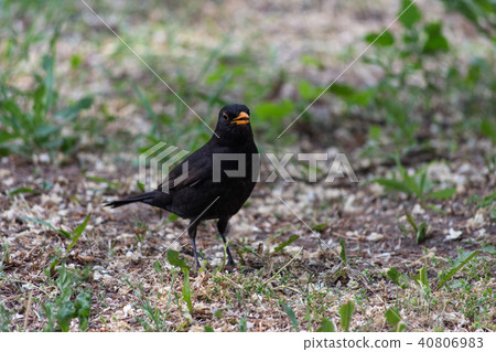 Blackbird, Turdus merula 40806983
