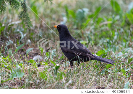 Blackbird, Turdus merula 40806984