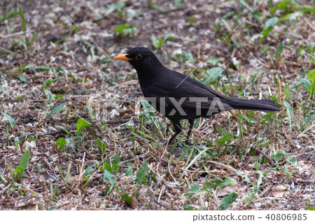 Blackbird, Turdus merula 40806985