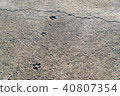 dog footprints on a cement floor with a crack 40807354