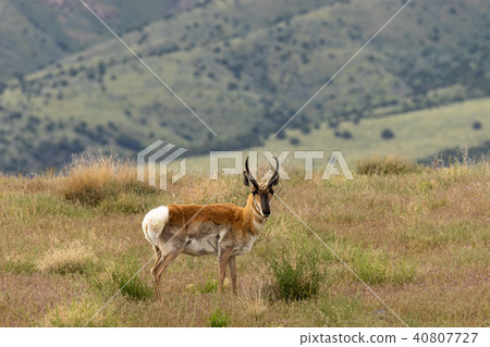 Pronghorn Antelope Buck Pronghorn Antelope Buck 40807727