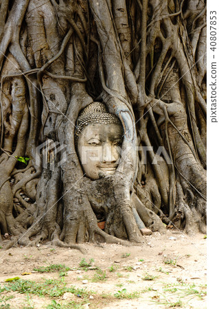 A temple in Ayutthaya with the head of the Buddha. 40807853