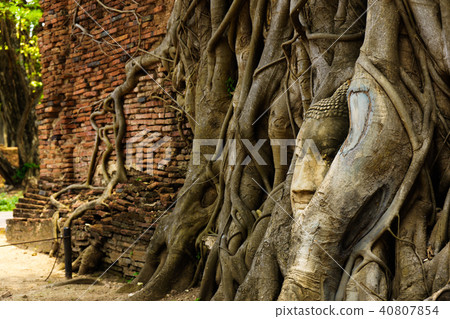 A temple in Ayutthaya with the head of the Buddha. 40807854
