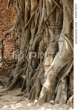 A temple in Ayutthaya with the head of the Buddha. A temple in Ayutthaya with the head of the Buddha. 40807855