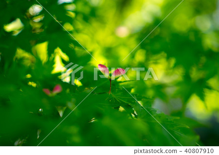 Maple seed 40807910