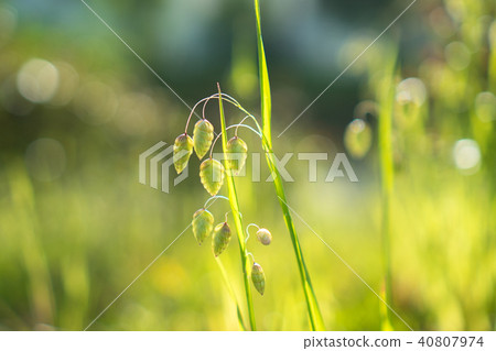 Ogreyed草種子 Ogreyed草種子 40807974