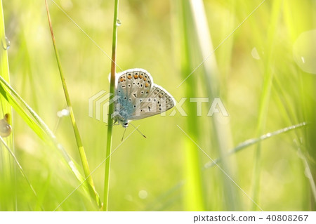 Butterfly (Common blue) on a spring morning Butterfly (Common blue) on a spring morning 40808267