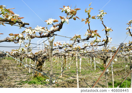 Pear flowers (Niigata) Pear flowers (Niigata) 40808445