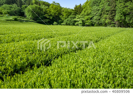 Fresh green tea field Fresh green tea field 40809506