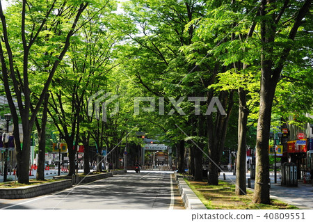 四月府中02巴巴大門的櫸樹樹,大王國靈魂神社 四月府中02巴巴大門的櫸樹樹,大王國靈魂神社 40809551