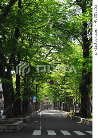 四月府中03巴巴大門的櫸樹樹,大王國靈魂神社 四月府中03巴巴大門的櫸樹樹,大王國靈魂神社 40809552
