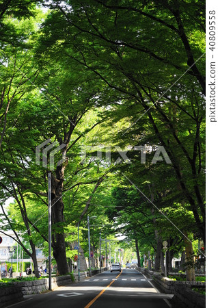 四月府中09巴巴大門的櫸樹線/奧庫尼塔神社 四月府中09巴巴大門的櫸樹線/奧庫尼塔神社 40809558