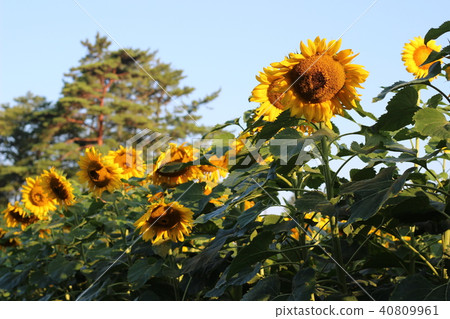 Sunflower flower 40809961