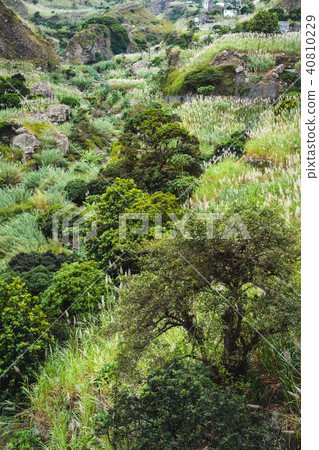 Mango trees and sugarcane plants in the lush green valley on Santa Antao Island. Cape Verde Mango trees and sugarcane plants in the lush green valley on Santa Antao Island. Cape Verde 40810229