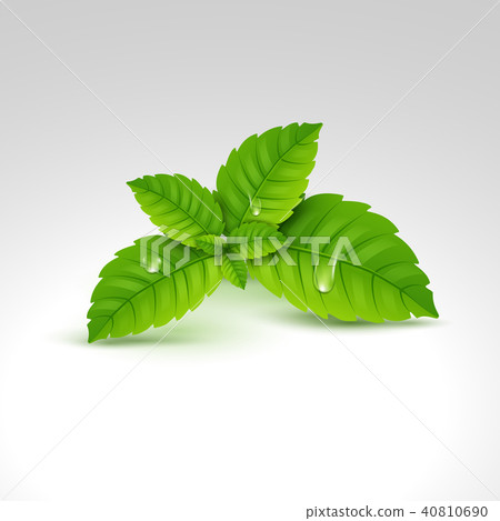 Fresh mint leaf. Vector menthol healthy aroma Fresh mint leaf. Vector menthol healthy aroma 40810690