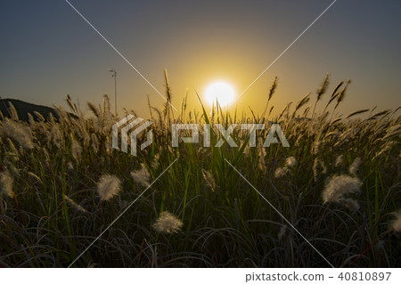 Band (plant), Suiseom, Hwaseong, Gyeonggi-do 40810897