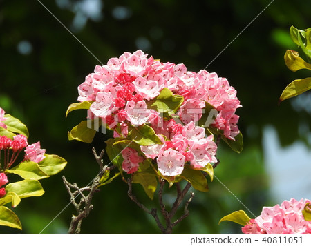 盛開的Kalmia(美國杜鵑花)的花朵 盛開的Kalmia(美國杜鵑花)的花朵 40811051