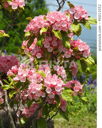 盛開的Kalmia(美國杜鵑花)的花朵 盛開的Kalmia(美國杜鵑花)的花朵 40811052