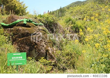 Sakaide Rice terraced rice rock Sakaide Rice terraced rice rock 40811106