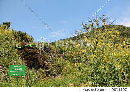 Sakaide Rice terraced rice rock Sakaide Rice terraced rice rock 40811107