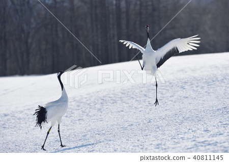 Dancing of cranes (Hokkaido, Tsurui) 40811145