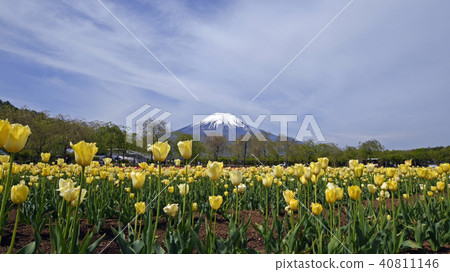 Fuji Tulip 40811146