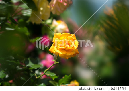 黃色玫瑰花 40811564