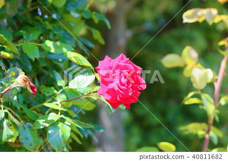 初夏的Tsurubara Heratsuasu花 40811682