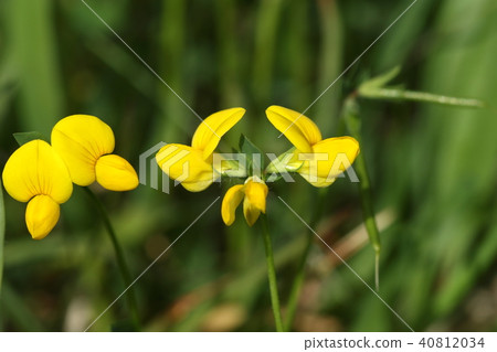 天然植物Miyako Kusa，它似乎通過將莖延伸到地面來建立一個社區。水果是長而細的豆莢豆類 40812034