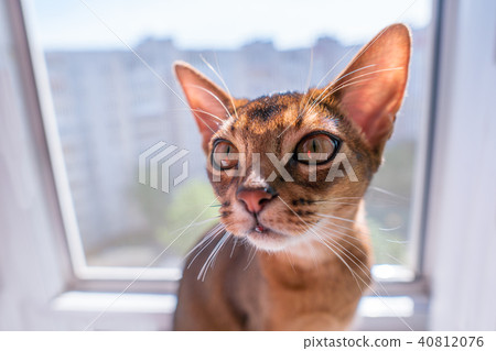 closeup view of Abyssinian cat or kitten sitting on the window closeup view of Abyssinian cat or kitten sitting on the window 40812076