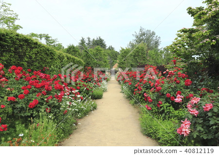 東武寶藏花園紅玫瑰在長邊境花園 40812119
