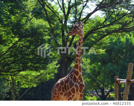 Giraffe Giraffe 40812335