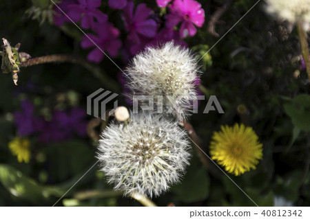 Dandelion of the Kuju Flower Park 40812342